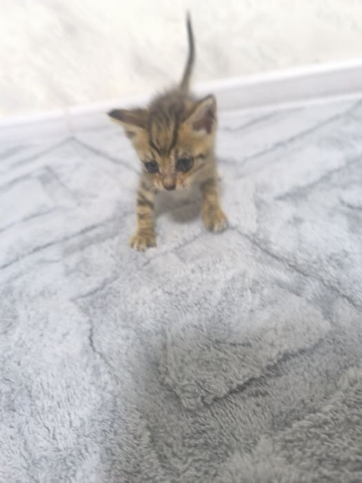 Отдам котенка девочка