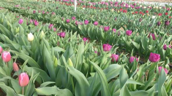 Bulbi lalele mix, calitate superioară, pregătiți de plantare