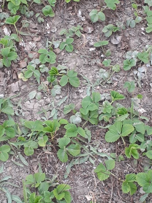 Саженцы Клубника