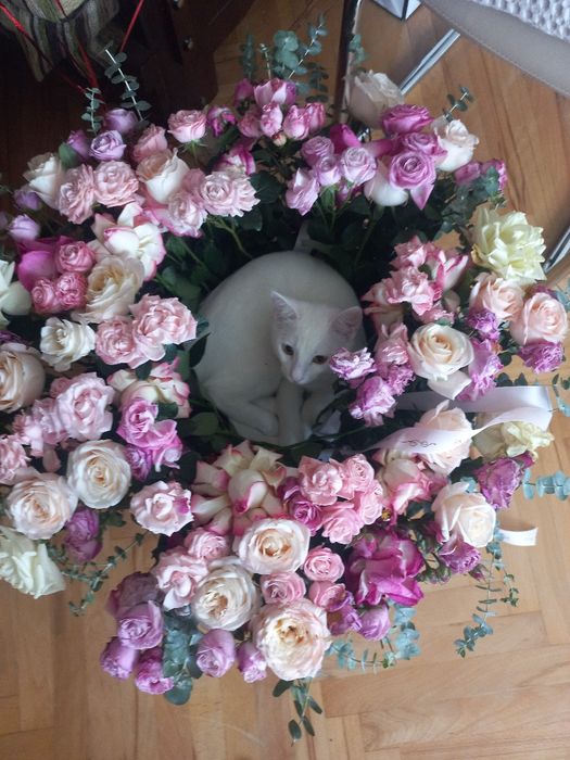 Vyazkaga toza zotli mushuk