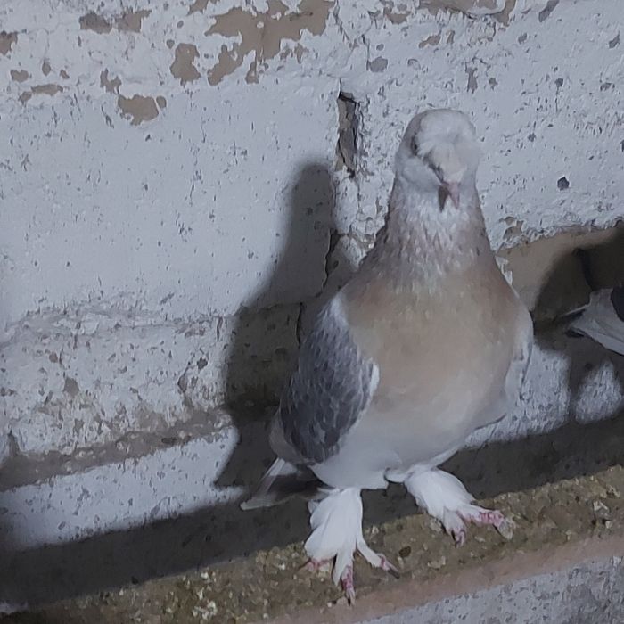 Такла насачуби самец лет с игрой