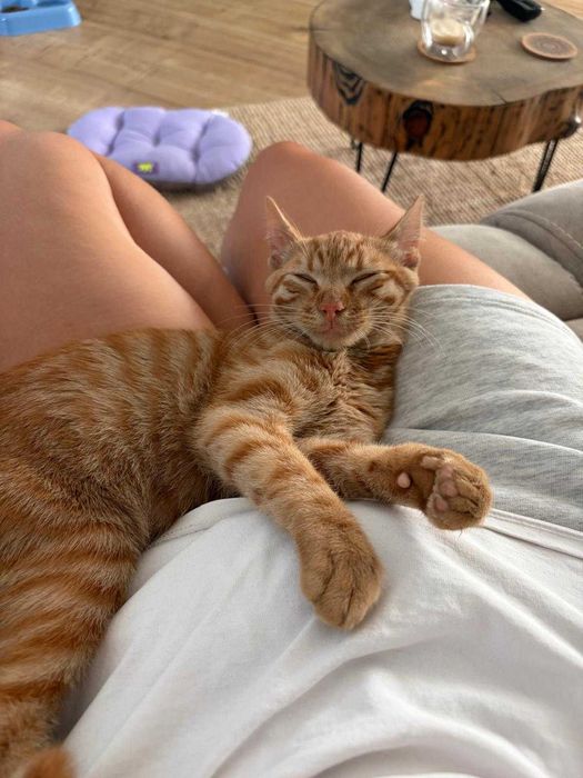 Pui Pisica adoptie