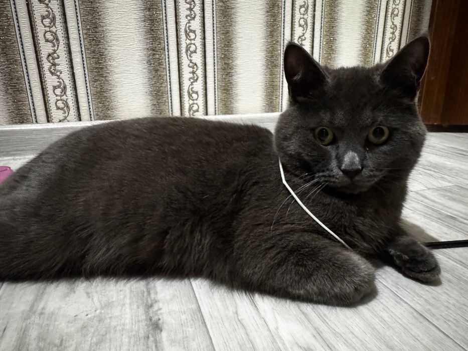 Британский прямоухий кот,ищет хозяев