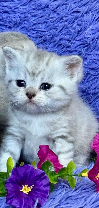 шиншиллы шикарные малыши