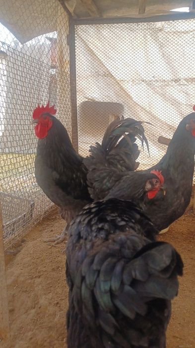 Qora shagzoda jojalar va tuxumlar