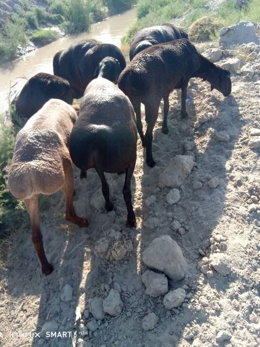 Gibrid sovliq sotiladi