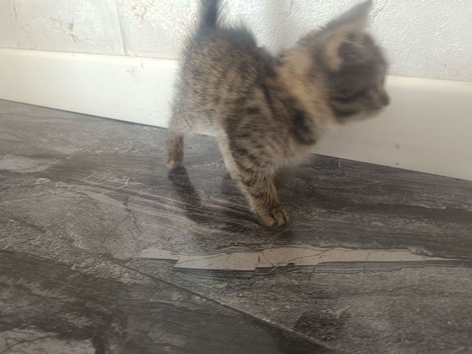 Американский Кот Бесплатно