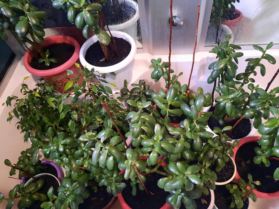 Продам денежное дерево