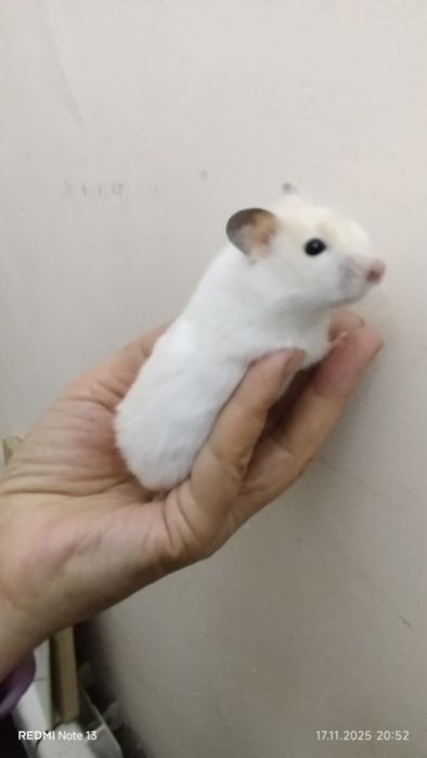 Хомячки ангорские