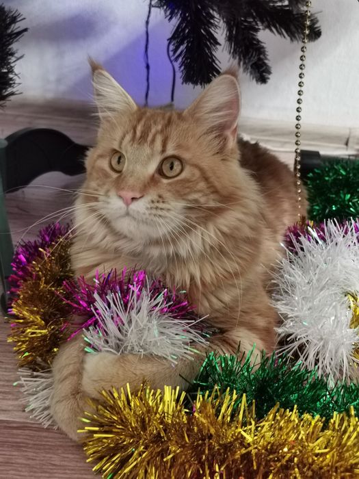 Вязка с мейн-куном