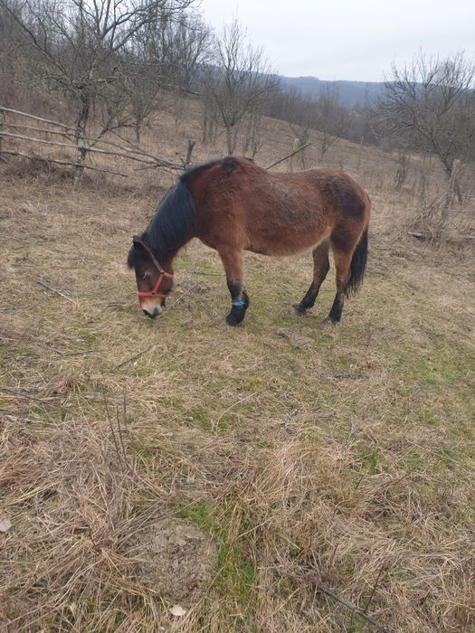 Vind caii la alegere doua iepe si un minz