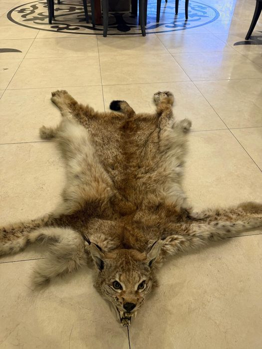 Продам чучело волка