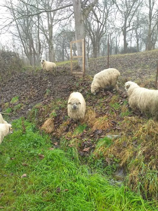 Vând 13 oi, pret 750 bucata, negociabil