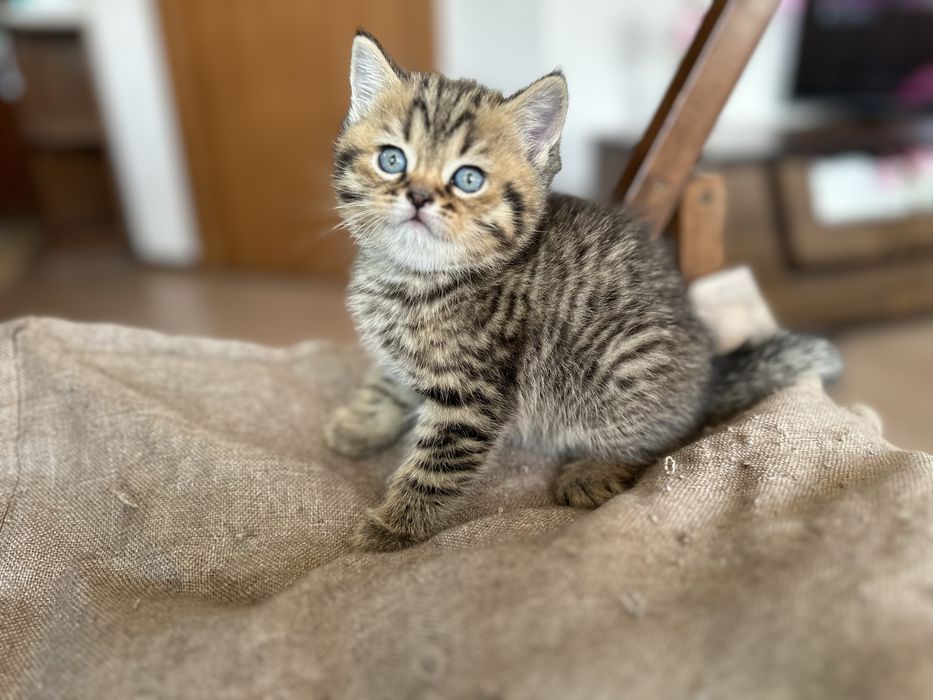Шотландски клепоухи и британски късокосмести котки