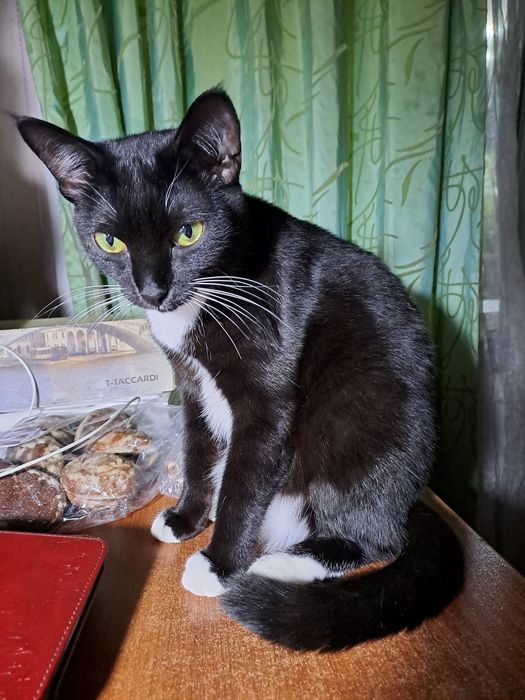 КАСТРИРОВАНЫЕ(не будет котят) кошечки в добрые руки!