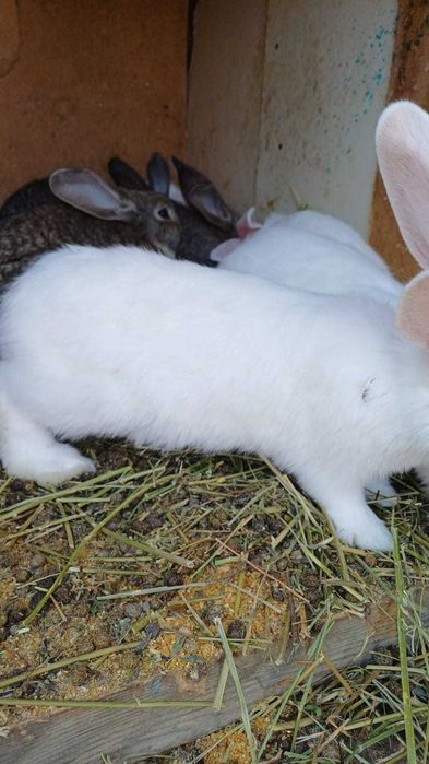Продам крольчат фландеры