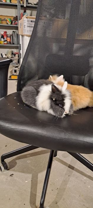 Vând iepuri pitici cap de leu