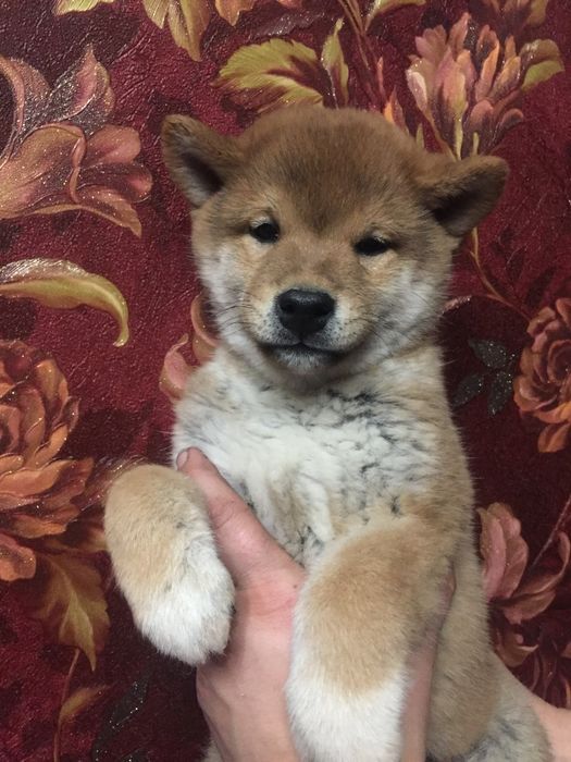 японские сибята с питомника