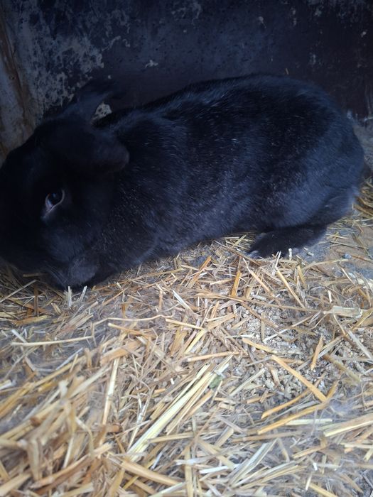 Қоян,көжектер сатамын