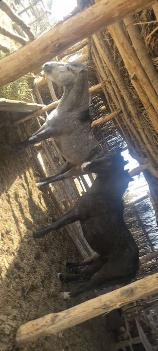 Сатам 3 бас еркектер баилауда тұр