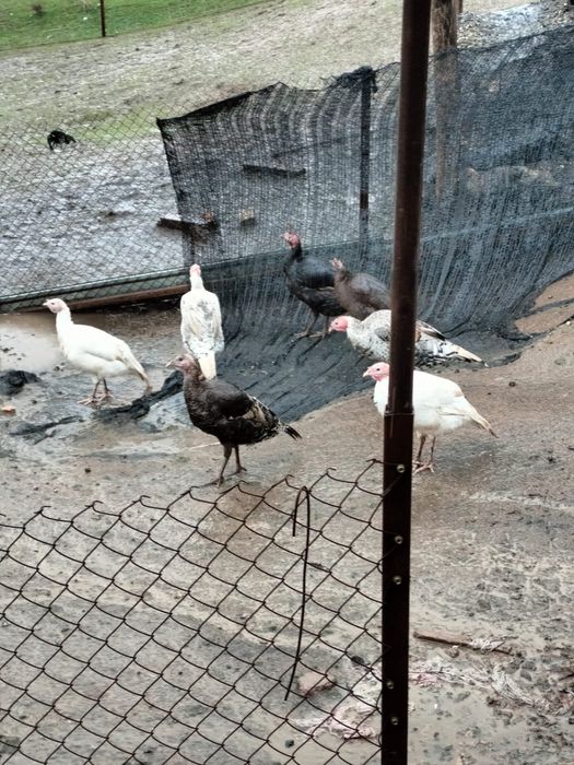 Индюки/түйетауық