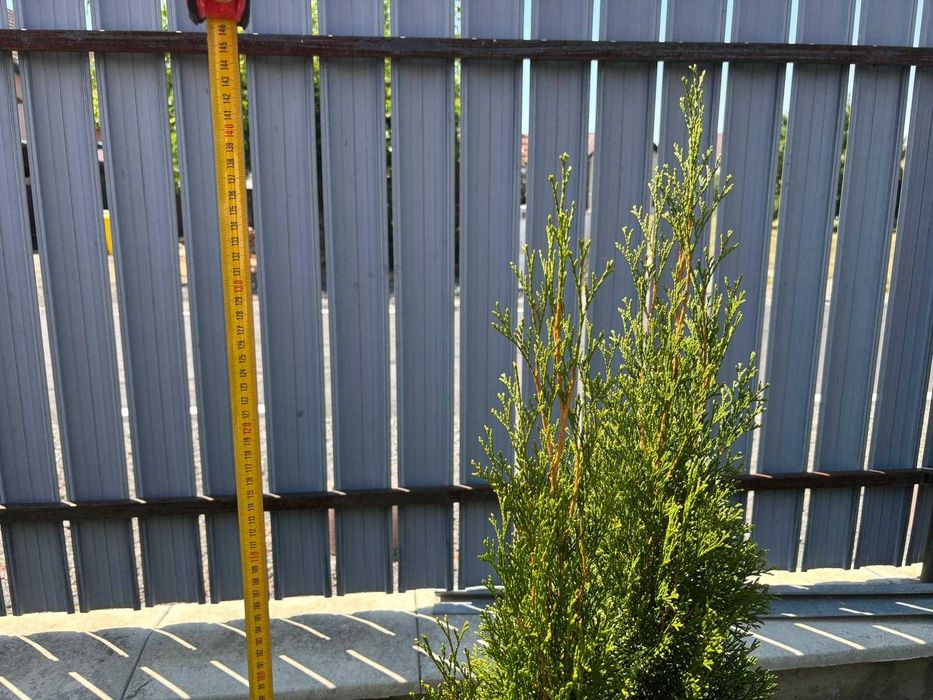 Vând tuia cu înălțimea între 120–150 cm