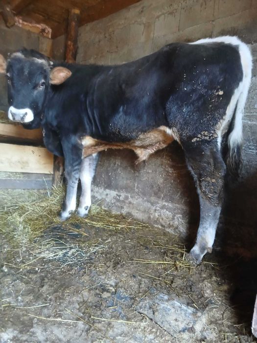 Vhnd taurasi bun mncacios e brun mai multe detali la telefon