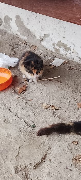 Малки котета 2 броя