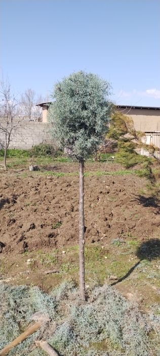 2 metrlik Galuboy keparis archalar optim sotiladi