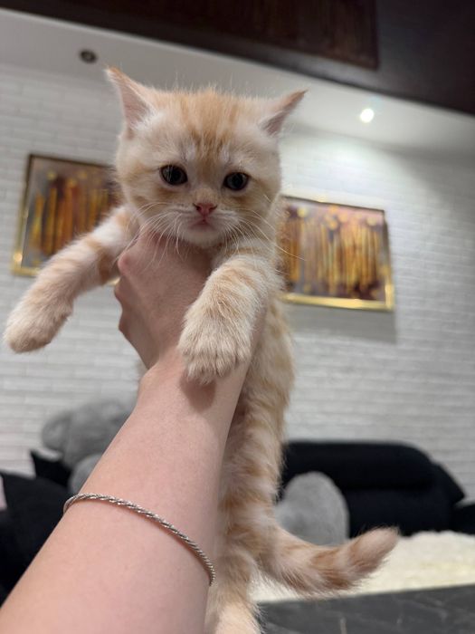 Продается котёнок Scottish strayt