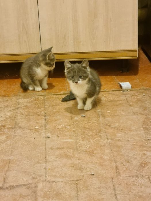 Отдам котят в хорошие руки