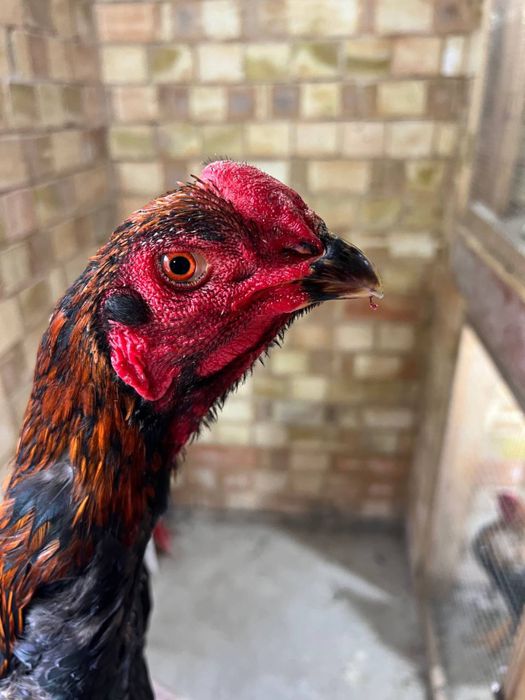 Dakan xoroz sotiladi