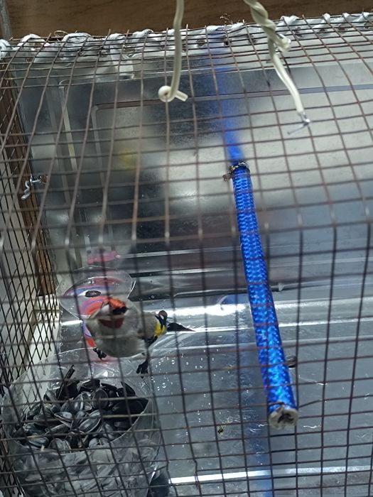 Щегол на продажу