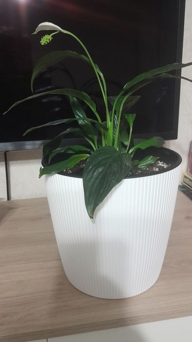 Продам цветок Спатифиллум Блэк