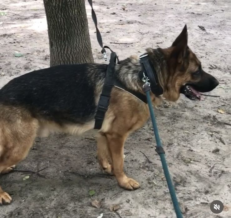 Щенки немца от обученных собак