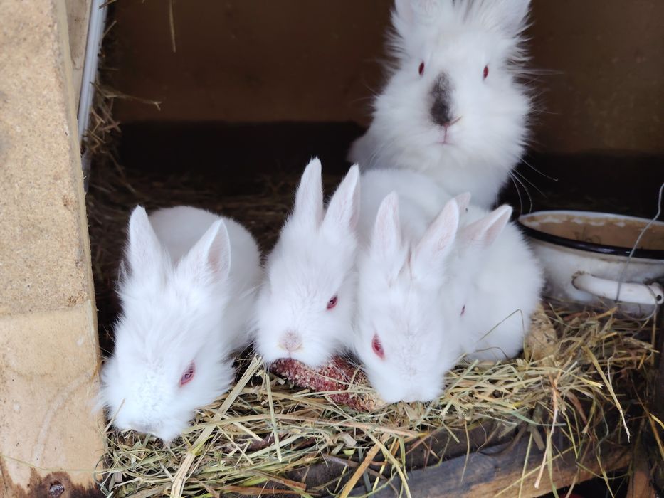 Iepuri de vânzare cap de leu și metisuri