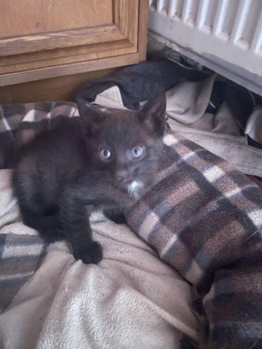 Pisicuta pentru adoptie