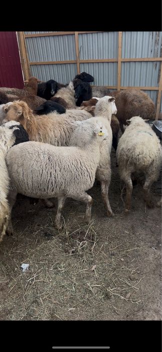 Семіз қой баран овцы