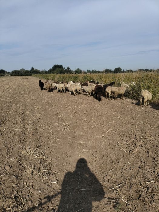 кой ешки сатамыз.токты козы бар