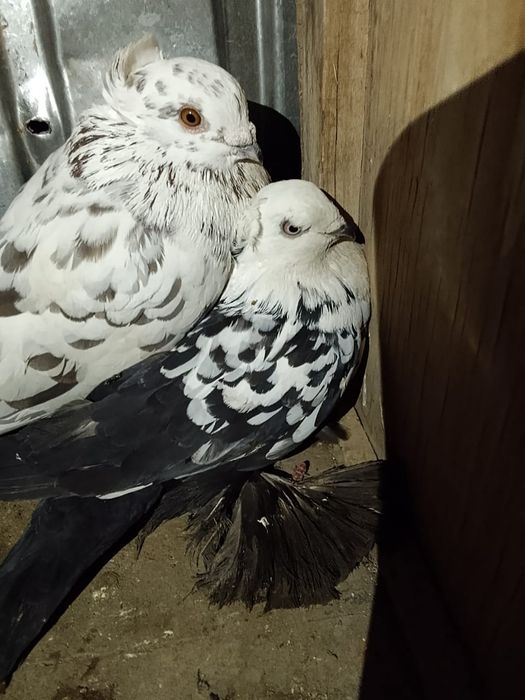 осы кептер  сатлады