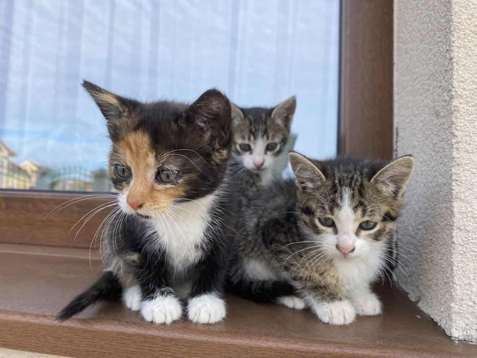 Ofer spre adoptie 5 pui de pisica, in varsta de 2 luni