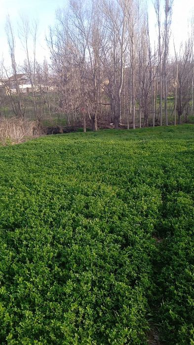 Земля.    10сотх