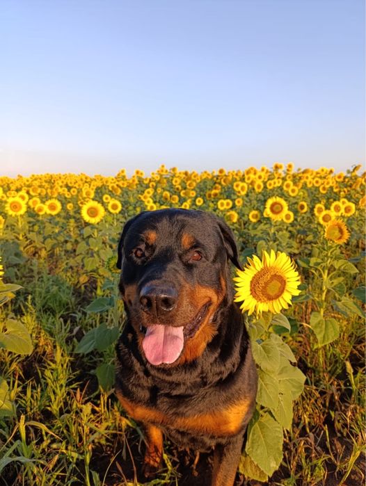 Ротвейлер на вязку