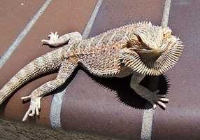 Бородатая Агама малыши