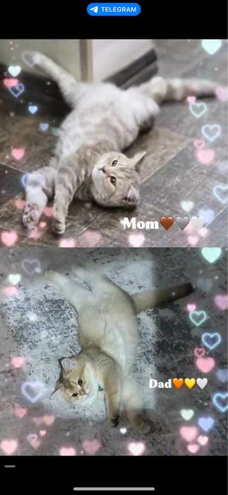Срочно продаются котята! Sotiladi.