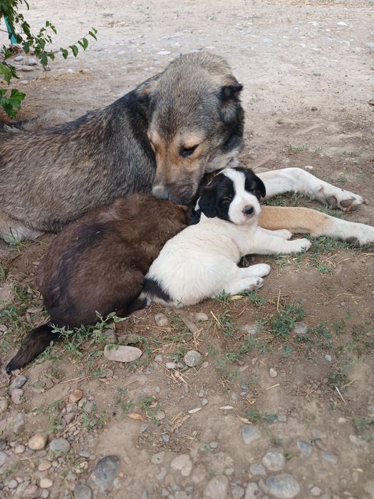 ТӨБЕТ күшіктер сатылады