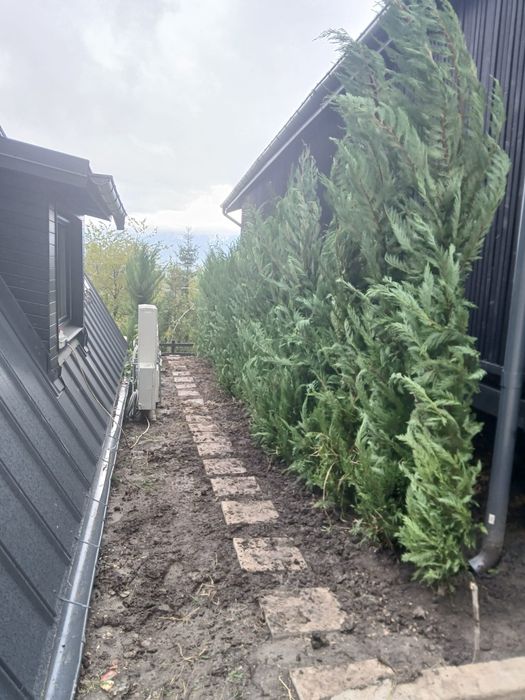 Cupressocyparis Leylandii oferta 2.5m