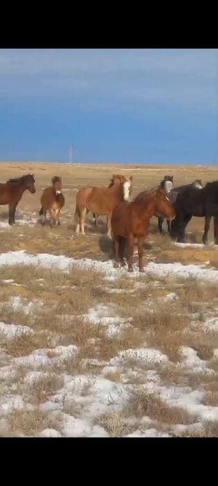 Үйір сатылады 8 бас айғырымен