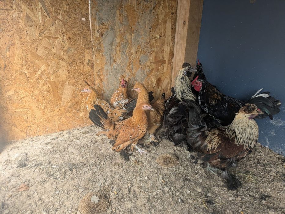 De vanzare  gaini pitice rate mute un cocos   gaini de casa SI porumbei