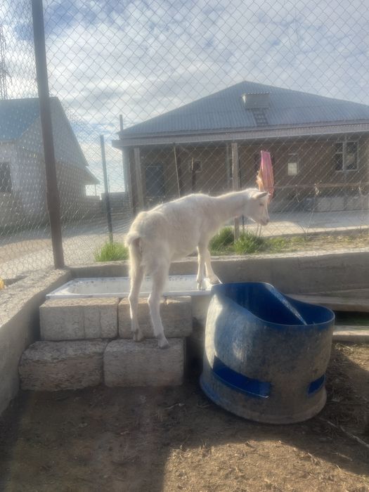 Заанен шыбыш сатамын